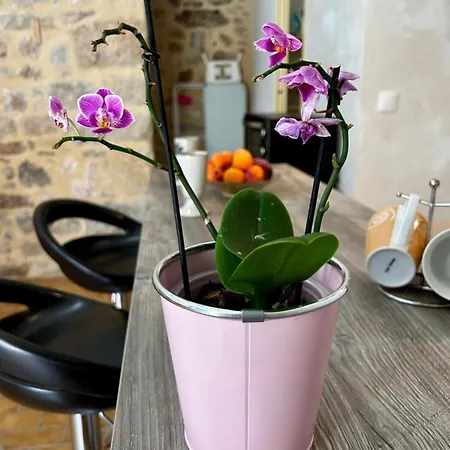 Apartman Le Cocon De *